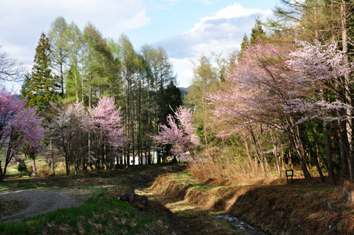桜２