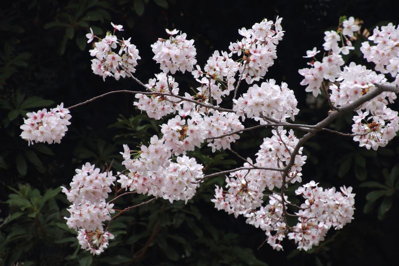 Ｋ公園桜_006.jpg