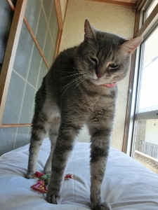 CIMG1128 (225x300).jpg