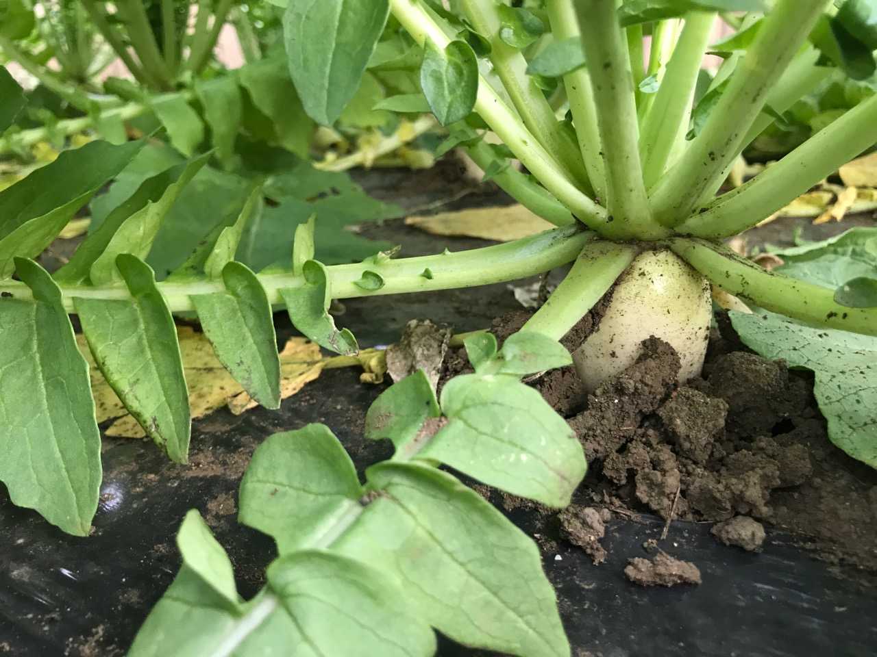 ダイコンの季節とナメクジの防除 植木屋の三代目をやってます村野園のブログです 楽天ブログ