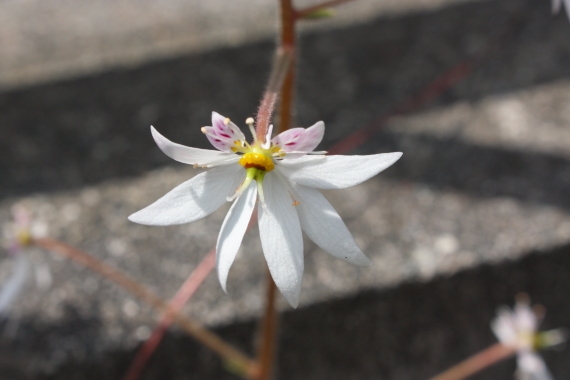 20160530006.JPG