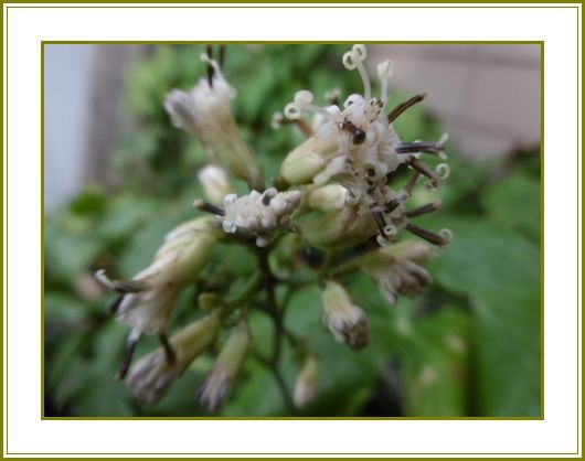 ７月30日）獅子葉破れ傘繕えず戻り梅雨♪ | 花の歳時記 （天南星の魅力＆山野草） - 楽天ブログ