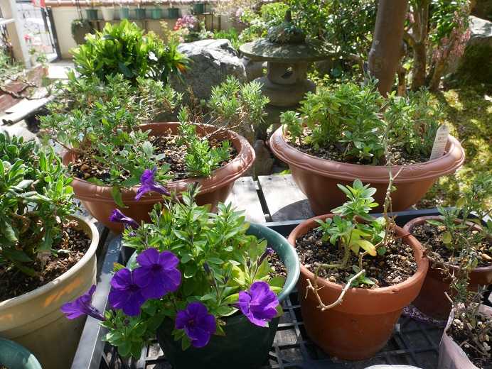 今日は鉢薔薇に追肥 冬越しペチュニアが開花 日本オキナグサと 桃色タンポポ ピーチヒルの薔薇日記 楽天ブログ