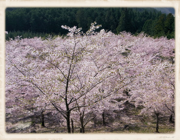 dakeyama3
