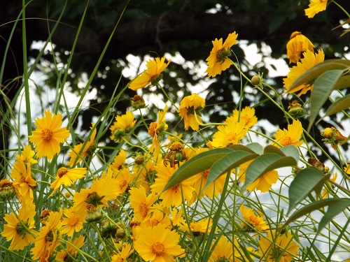 オオキンケイギク（大金鶏菊）