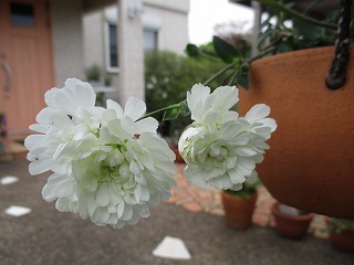 IMG_0529ss.jpg