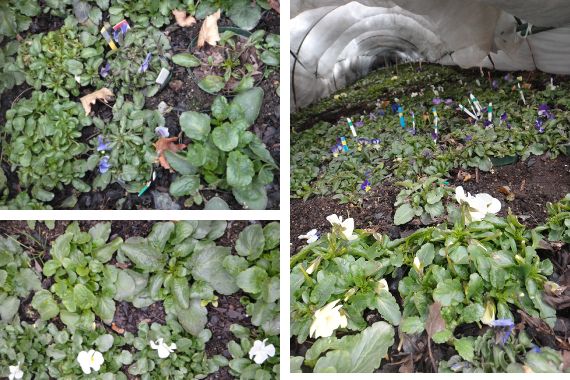 不織布トンネルのビオラ