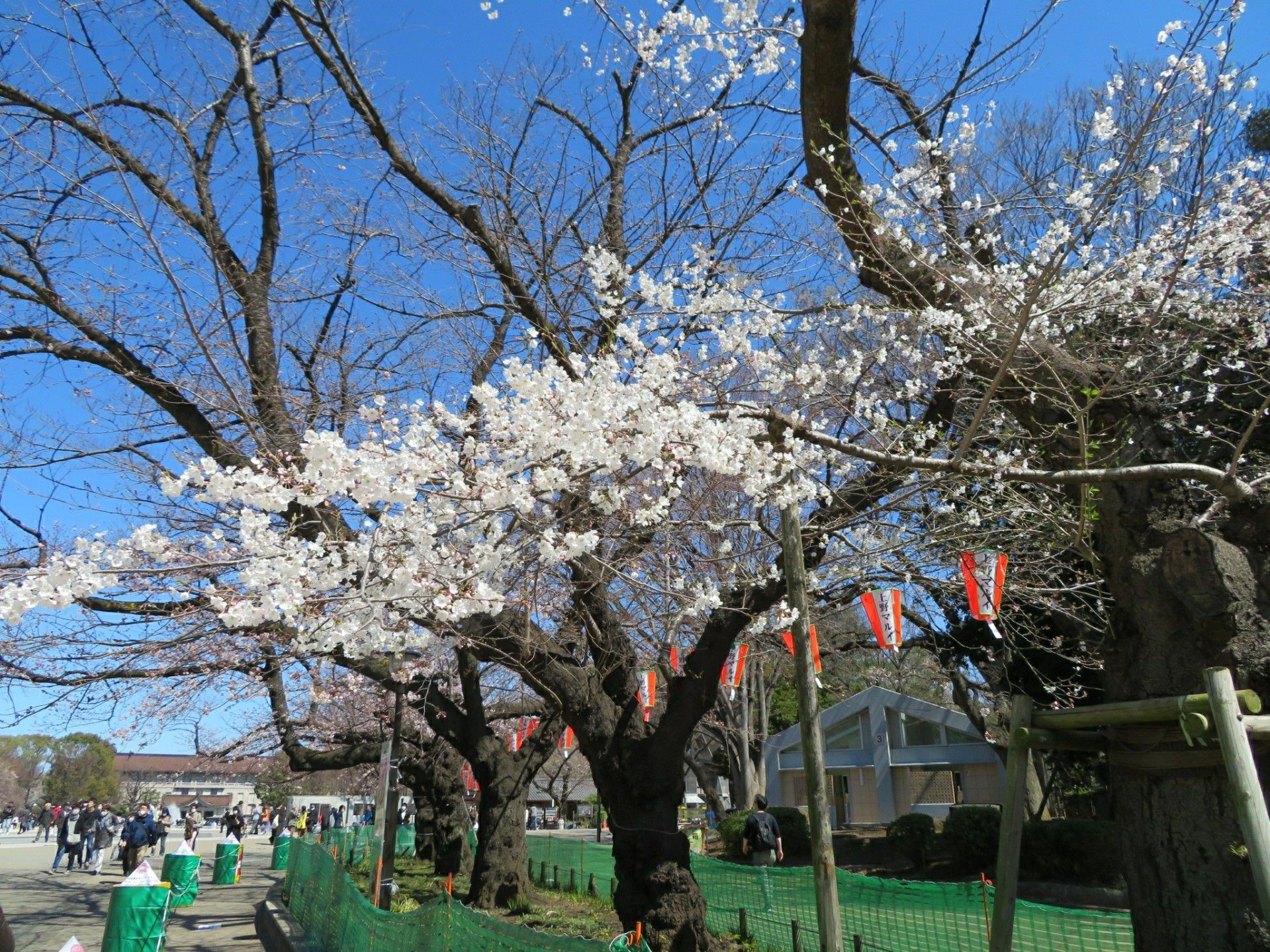 上野公園 さいたまの大 楽天ブログ