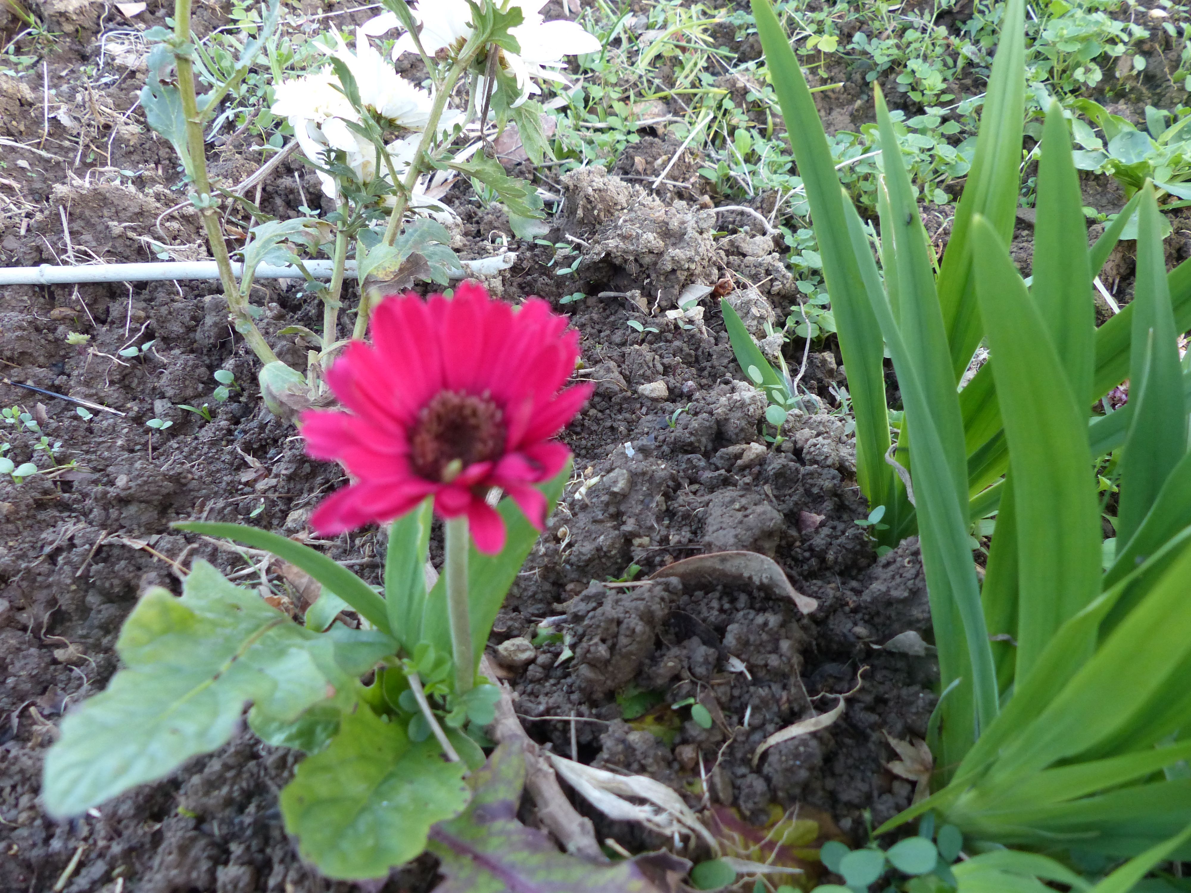 冬のガーベラは 花が半分の大きさでーー オープンガーデン 楽天ブログ