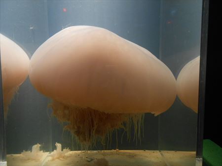 越前松島水族館