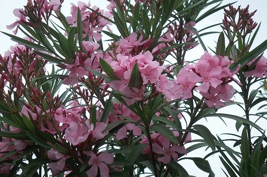 3分諦め 7分希望の地植えに戻したモクレン 画像夾竹桃の花 Yoshieおばさんの 花 華 日記 楽天ブログ