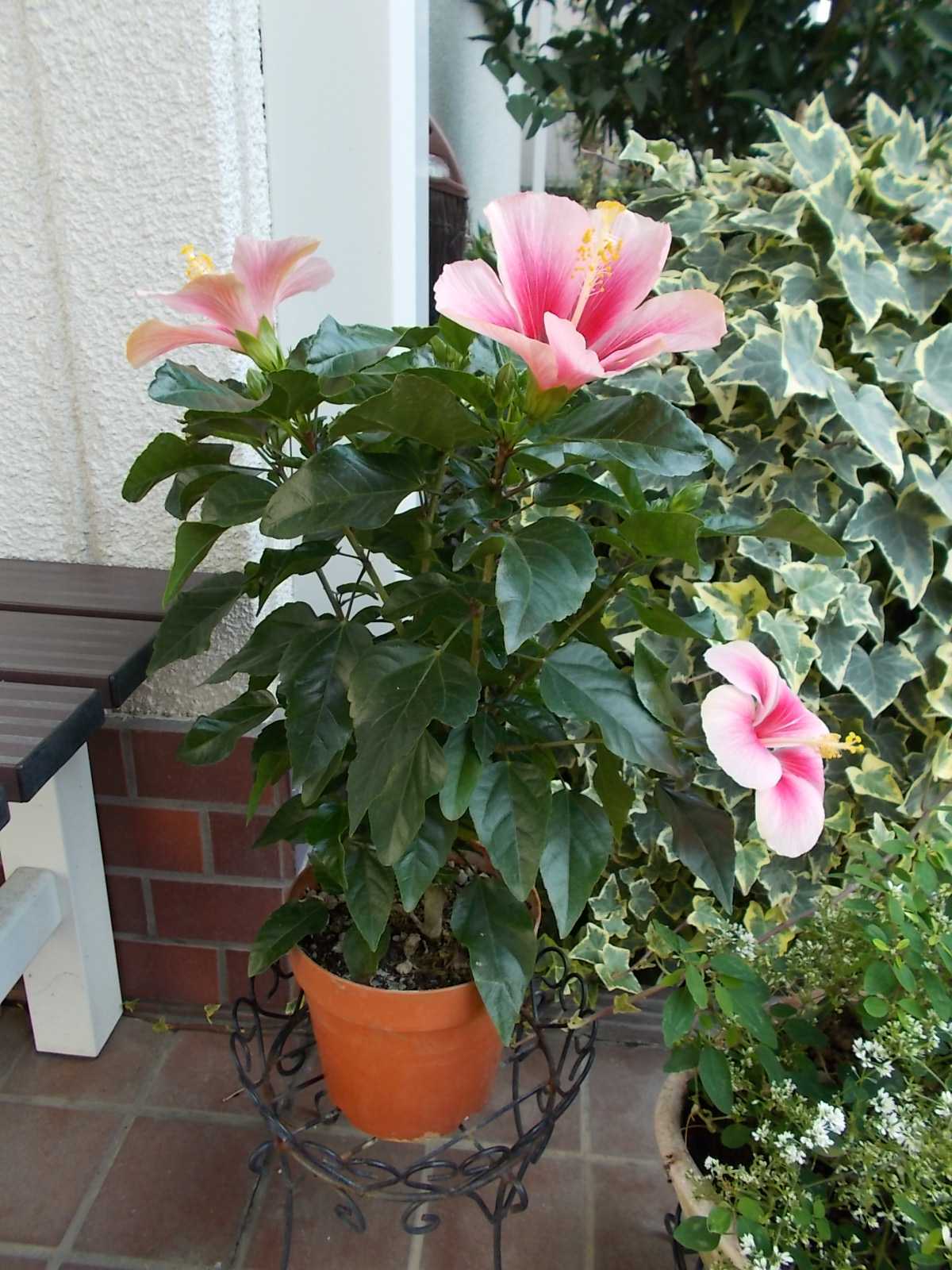 この時期のハイビスカスは長持ちです バラを咲かせることが好き 楽天ブログ