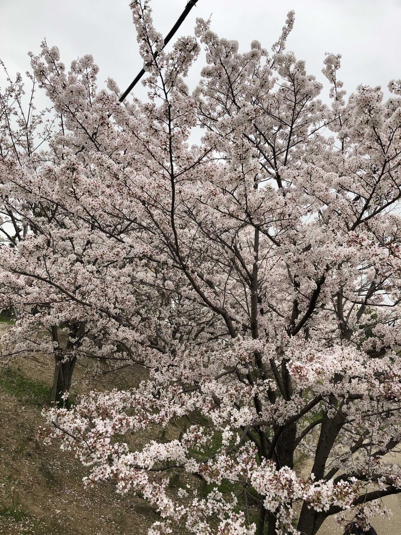 🌸子供がだいすき👶🌸