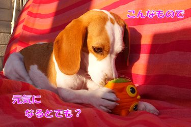 20160106おもちゃ