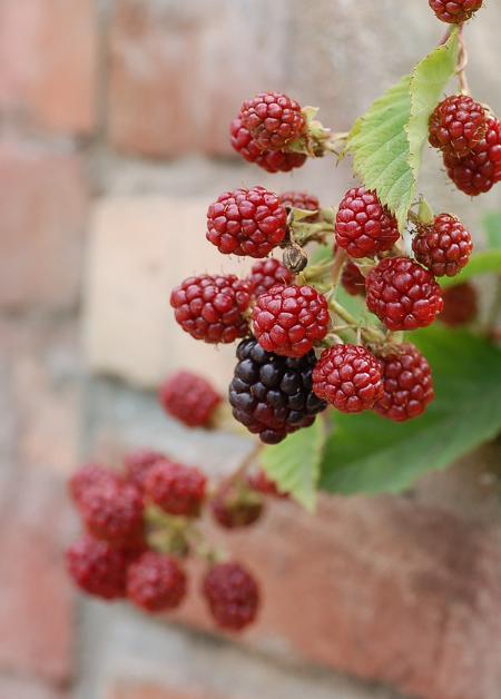 DSC_0161.JPG