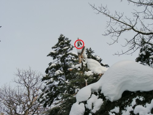 2016-02-20kumagera2.JPG