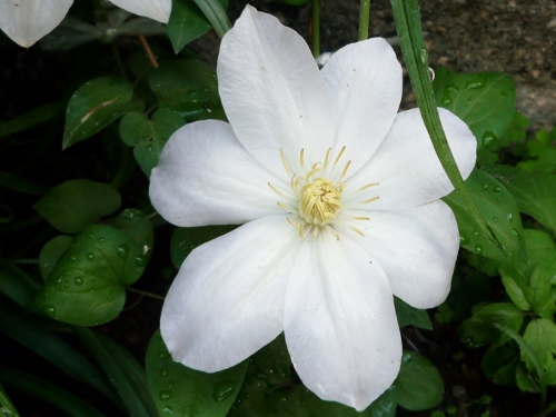 P1150122 (500x375).jpg