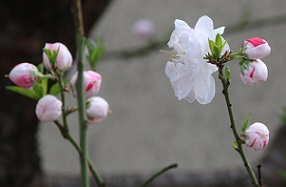IMG_3560-1.jpg