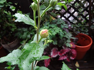 DSC01492.jpg