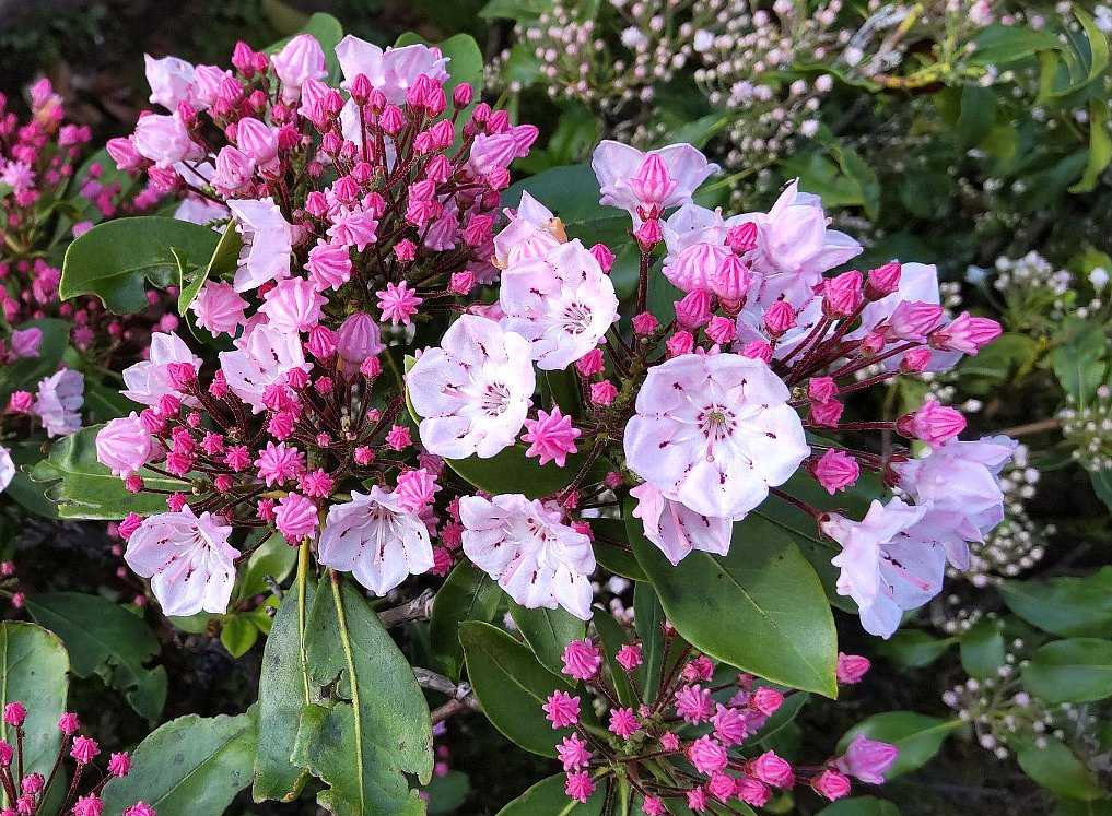 石楠花 isamuの写真俳句<四季の森空間> 楽天ブログ