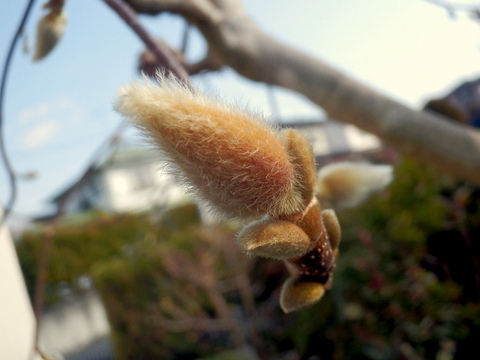 毛が多いモクレンの蕾