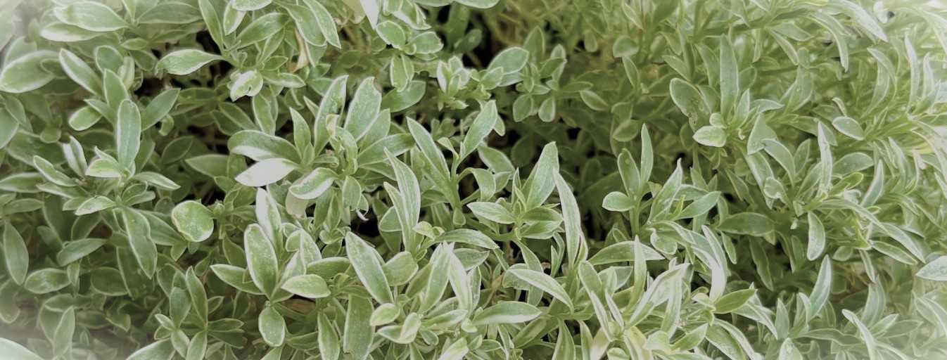 ボタニカル・ラボラトリー　～ 植物観察ラボ ～