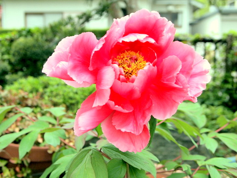 5月7日のボタンの花