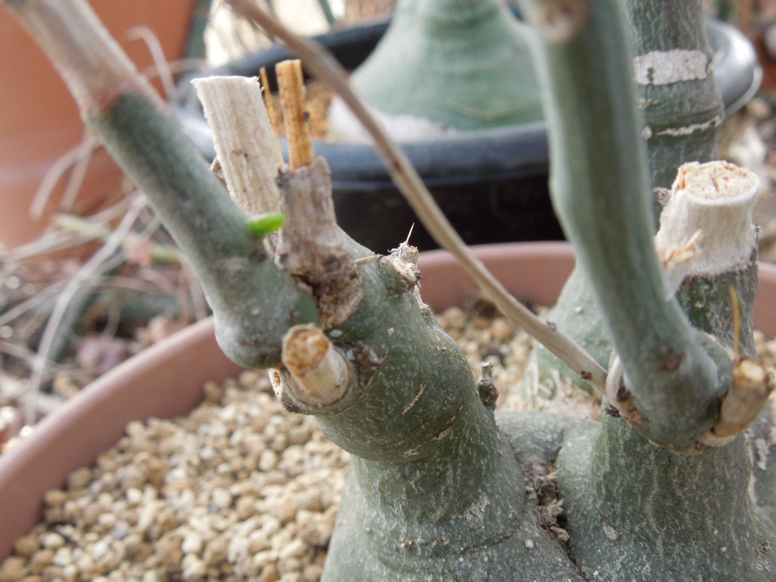 アデニア・グラウカ(Adenia glauca)~花が咲いていた | 小平太 アデニア・グラウカ(Adenia glauca)~花が咲いていた | 小平太