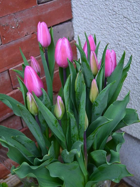 DSC_0107.JPG