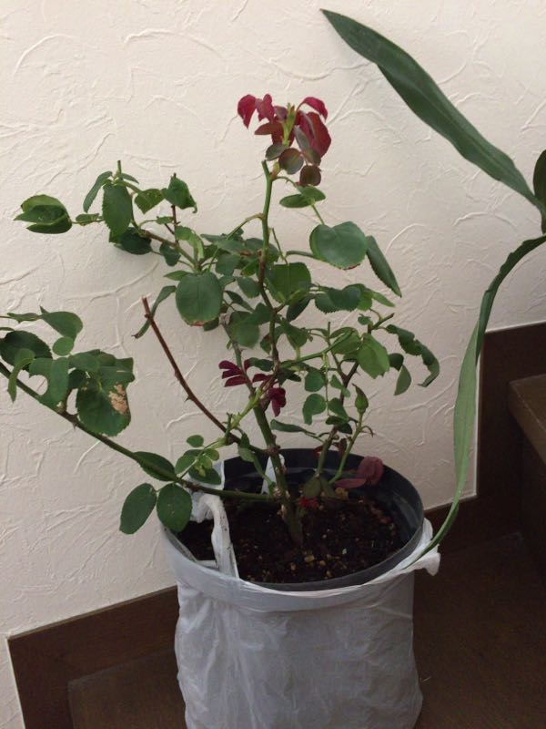 rblog-20170716225257-08.jpg