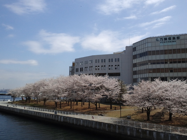 みなとみらい桜6