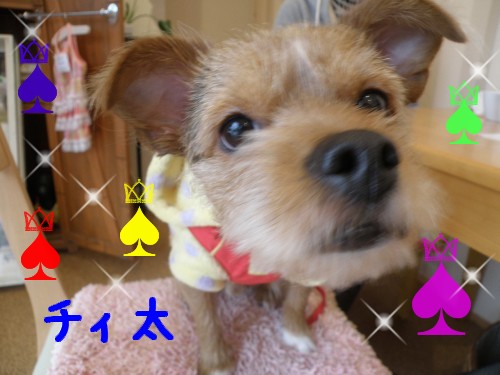 ﾁｨ太.JPG