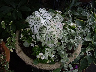 IMGP5018.jpg