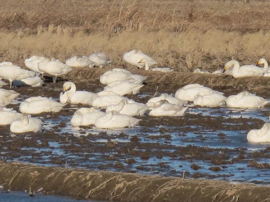 白鳥の郷５.JPG
