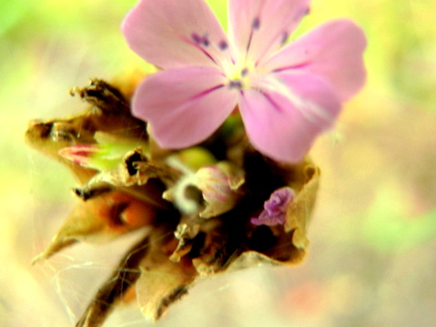 イヌコモチナデシコ・芸術写真風