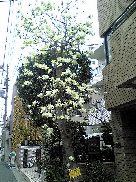白連