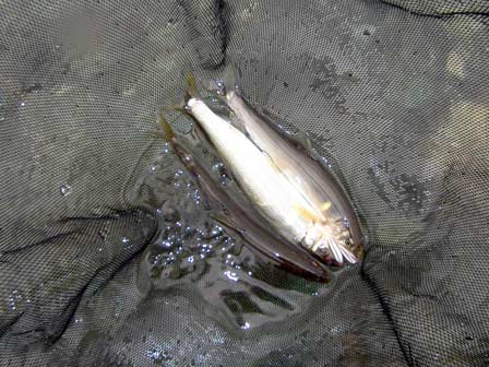 120630釣果2.jpg