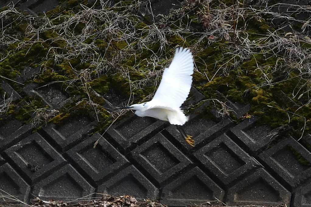 515