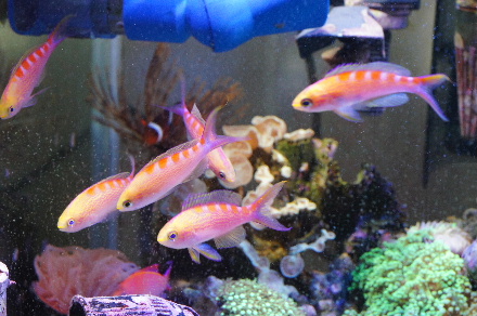 2013_0125ハナゴイ0018.JPG