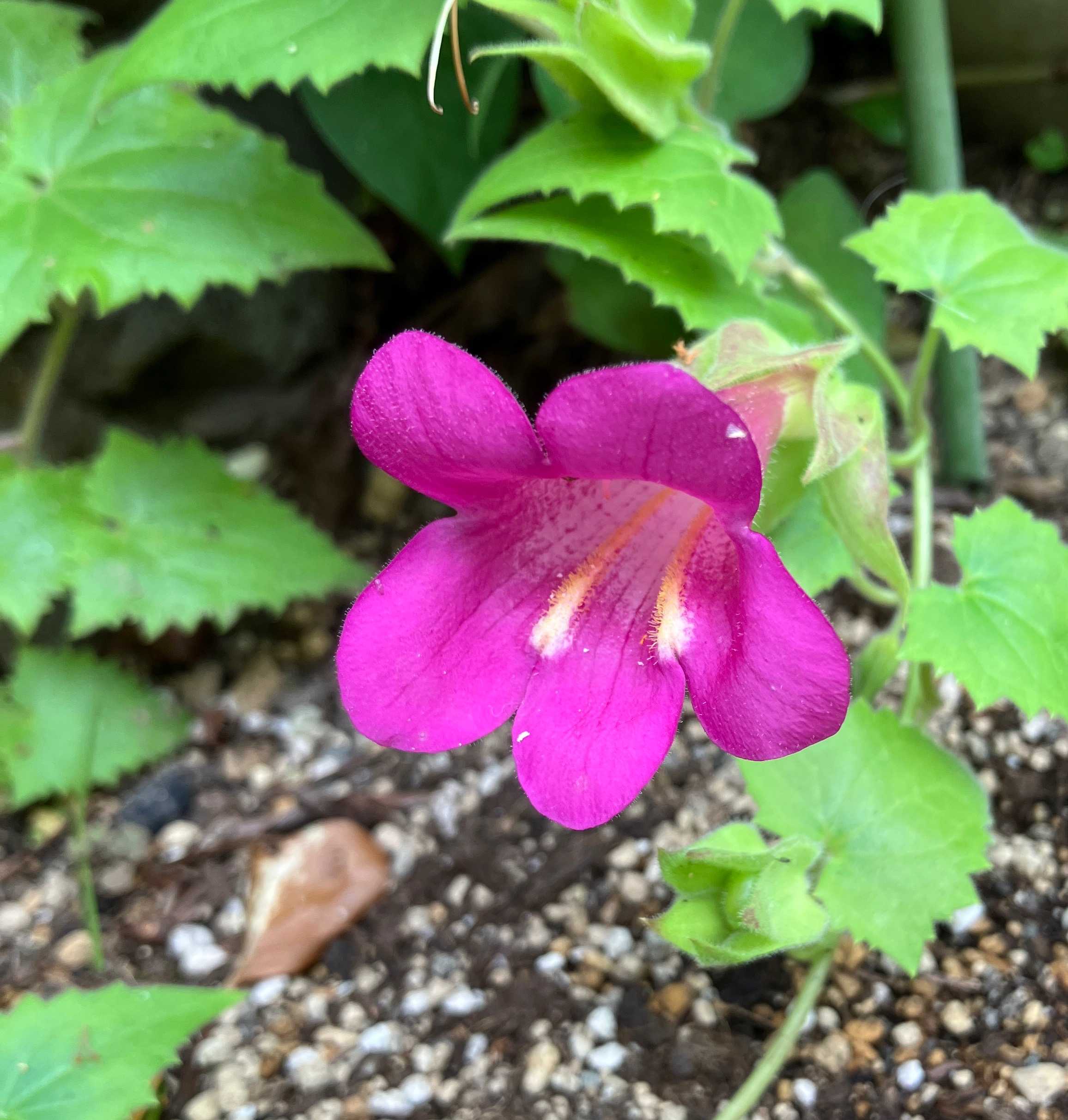 サルビア・アサリナ・ユリ・ネムノキ ドラキュラママ4141のブログ 楽天ブログ