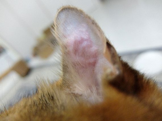 猫の病気　耳血腫(じけっしゅ) 耳　腫れ　水ぶくれ