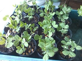 140414サヤエンドウ