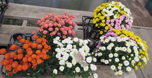 ハクサンのガーデンマムとダリアを購入 新品種ブルーウィング 狭い庭を花いっぱいにする育て方 楽天ブログ