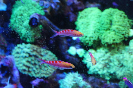2012_1018クリアＧ，ハタタテ､ｱ0032.JPG