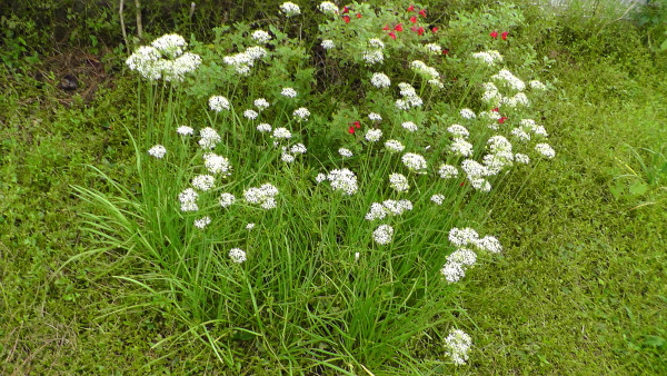 ニラの花