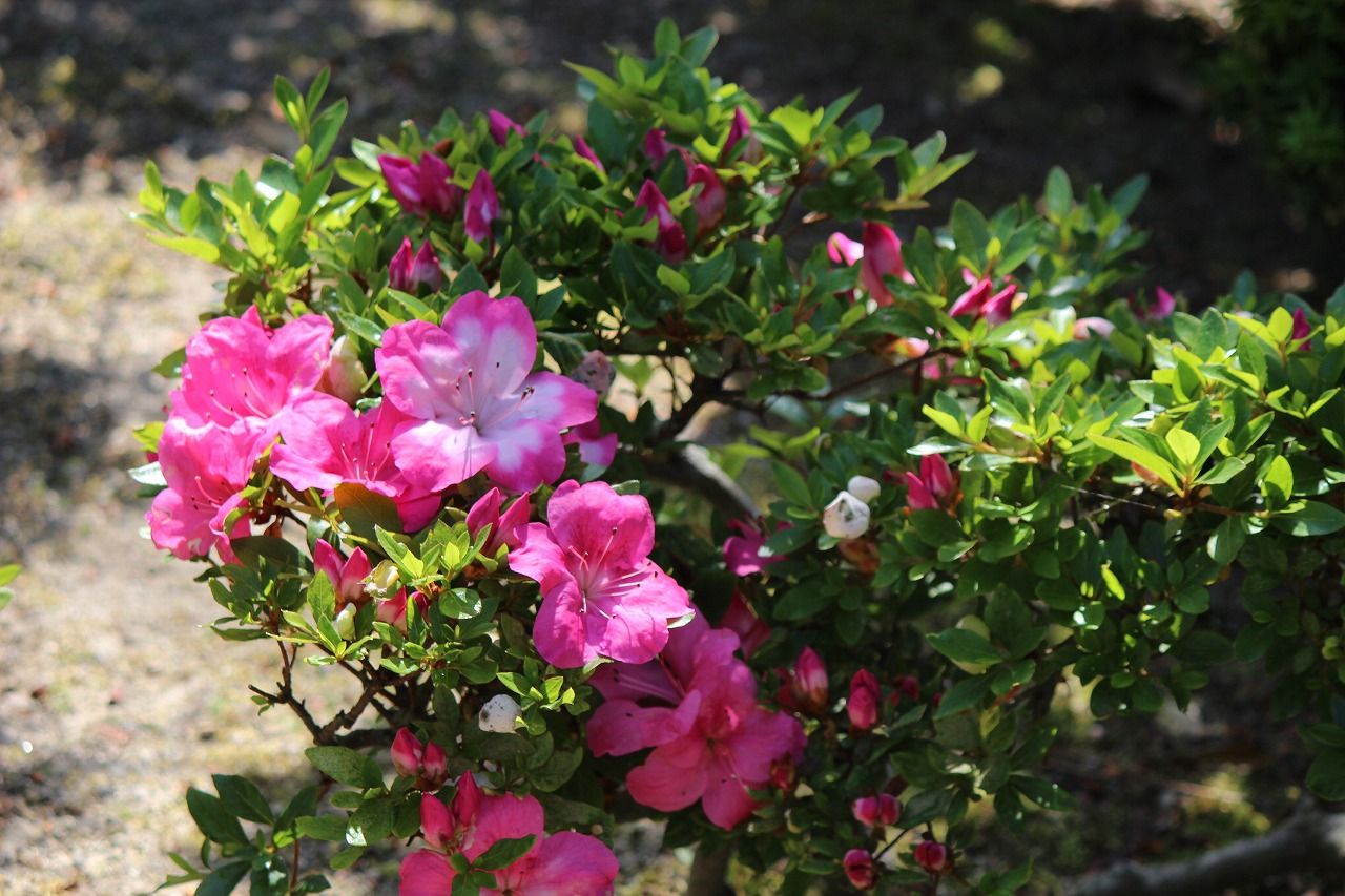バラ(薔薇)・ツツジ つれづれ日記 楽天ブログ