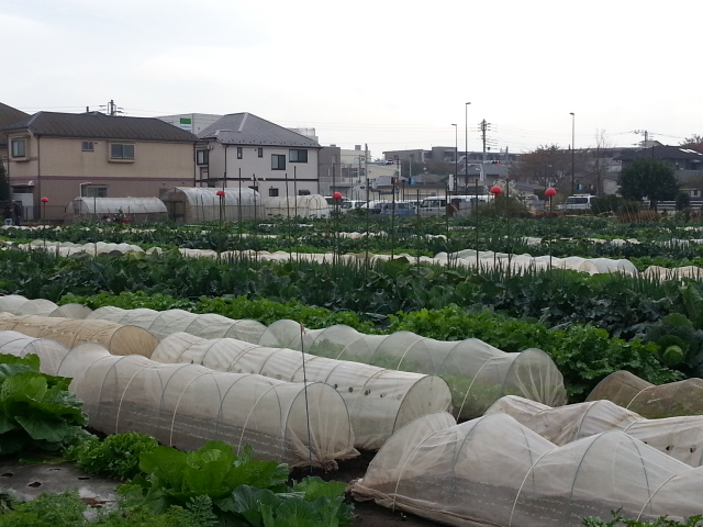 20131110農園.jpg