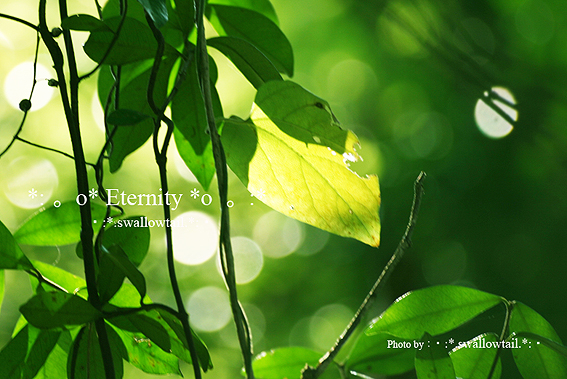 Photo by swallowtail　C.jpg