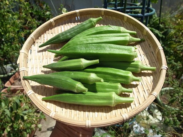 オクラ栽培方法 暇人主婦の家庭菜園 楽天ブログ