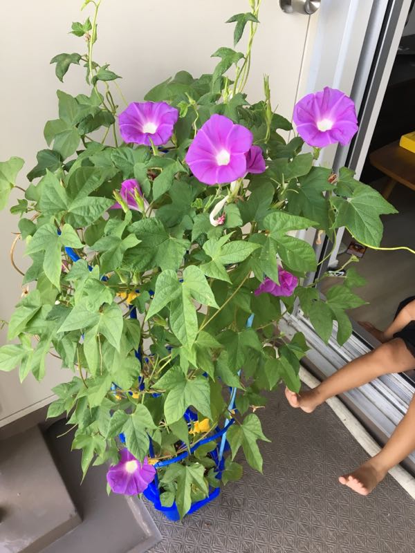 rblog-20180901074005-01.jpg
